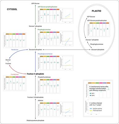 Candidate pathogenicity factor/effector proteins of ‘Candidatus Phytoplasma solani’ modulate plant carbohydrate metabolism, accelerate the ascorbate–glutathione cycle, and induce autophagosomes